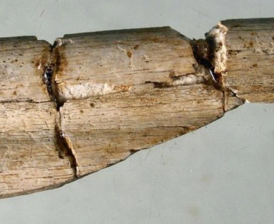 Human remains are Durham’s earliest known resident.          Source: Durham University