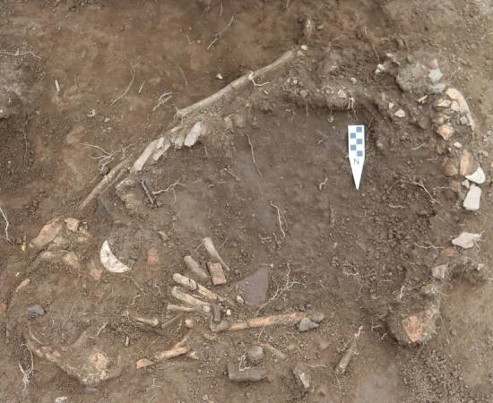 The burial of a pregnant woman and fetus from Ecuador's Manteño period could have been a ritual sacrifice.
