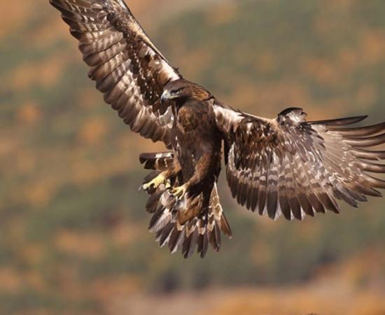 Golden eagle, majestic bird revered by Neanderthals who used eagle talons to make jewelry. 
