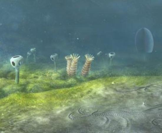 A reconstruction of Ediacaran sea-floor life, roughly 543 million years ago. 