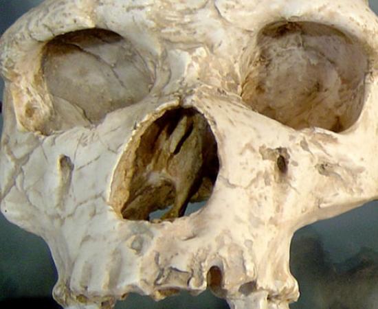 Early Humans Homo Erectus China