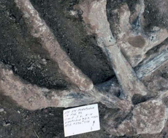 The unbroken mastodon ribs and vertebrae, including one vertebra with a large well preserved neural spine.