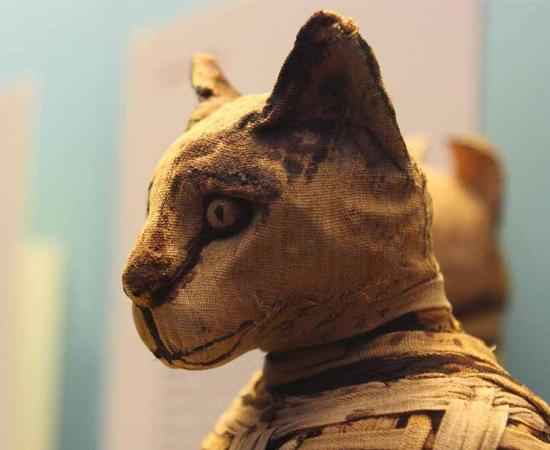 Cat mummy. (Justin Ennis / Flickr)