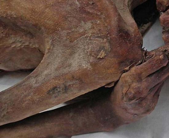 A tattoo on an Egyptian mummy's arm.