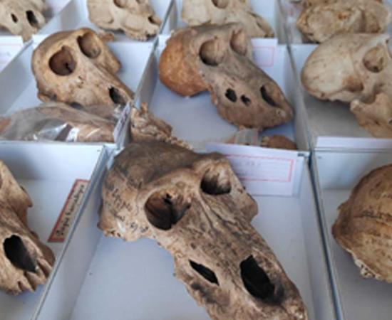Some of the baboon skulls for Ancient Egypt that were available for the study. Source: Bea De Cupere, CC-BY 4.0/PLoS ONE
