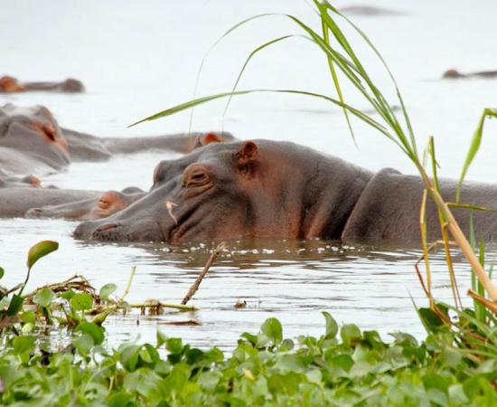 Though Egyptian hippos are now extinct in Egypt they still thrive in Africa. And these hippos are shown with lotus flowers, which often featured as decoration in Egyptian hippo figurines and paintings.                  Source: Faas / Adobe Stock
