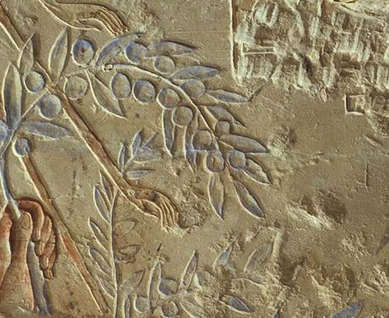 Recent research and experimentation has recreated the original "high-tech" way of Egyptian olive oil production. This stone panel at the Metropolitan Museum of Art (The Met), entitled "Clutching an Olive Branch," is from circa 1353–1323 BC in the New Kingdom, Amarna Period.			Source: Metropolitan Museum of Art