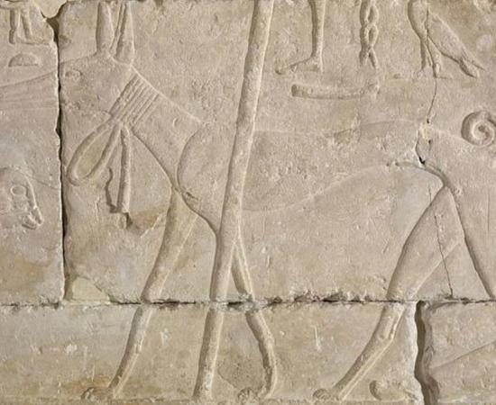 Ancient Egyptian relief carving of a dog. 