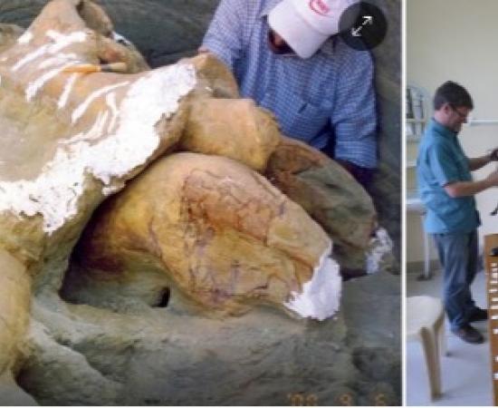 Indian scientists survey Palaeoloxodon (elephant) fossil and stone tools excavated nearby.