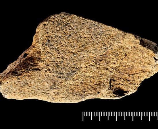 Elephant-bone knapping tool from Boxgrove, UK.