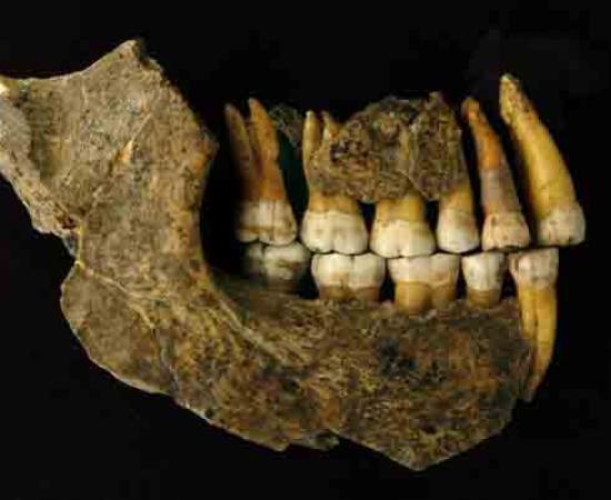 New Testing Indicates European Neanderthals Vanished Earlier