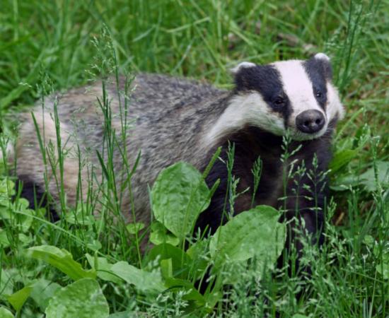 European badger (Meles meles) 