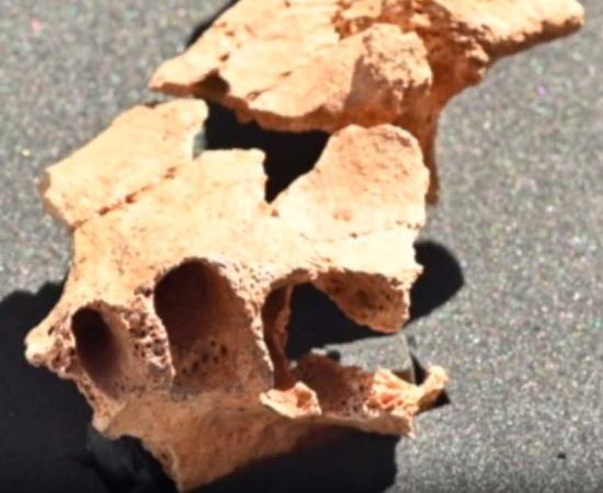 Part of the earliest European face, a 1.4-million-year-old jawbone recently excavated from Sima de Elefante cave, Spain. Source: Atapuerca Foundation