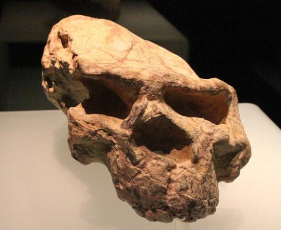 The original Yunxian Man cranium before reconstruction, showing distortion from geological pressure.