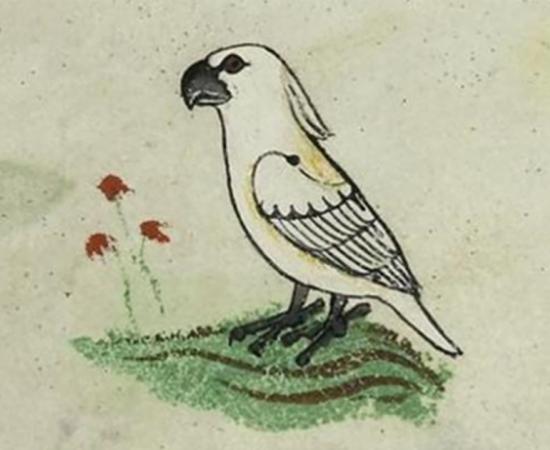 One of the four images of the cockatoo gifted to Frederick II by the ‘Sultan of Babylon’.