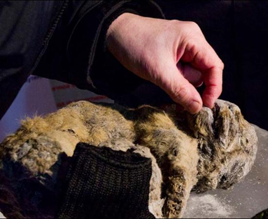 New research indicates they are at least twice as old, living between 25,000 and 55,000 years ago, with one of them 'perfectly' preserved.
