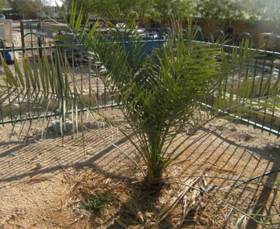 Resurrected Judean date palm in Israel