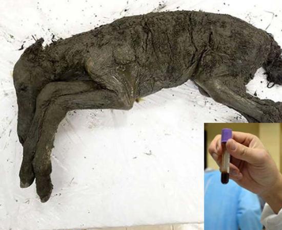 The 42,000-year-old foal. Scientists hope the discovery of the animal’s liquid blood can help resurrect the Ice Age species.