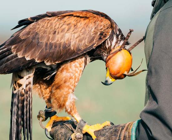 Falconer with a hawk on one hand. Source: zorandim75 / Adobe Stock.