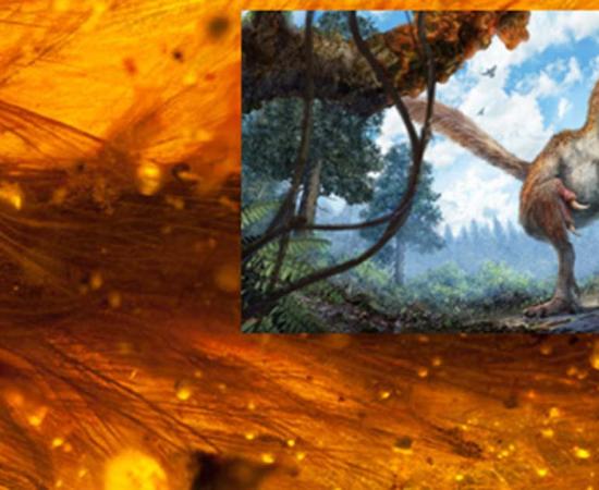 World First as Feathered Dinosaur Tail is Found Preserved in Amber
