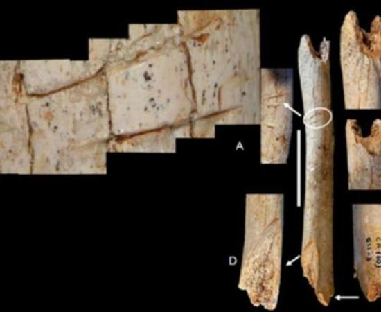 Cut marks observed on the femur of the Neanderthal child. Credit: M.D. Garralda et al.  Representational image only.