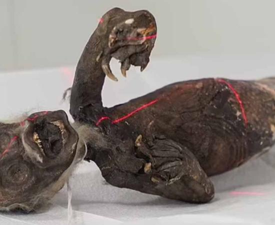 Experts conduct X-ray and CT scans on the Fiji mermaid in an attempt to unravel its genuine nature.    Source: Norse Media