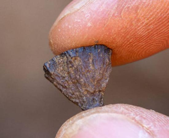 A piece of iron pyrite found at the Barnham site evidence of first known deliberate creation of fire.