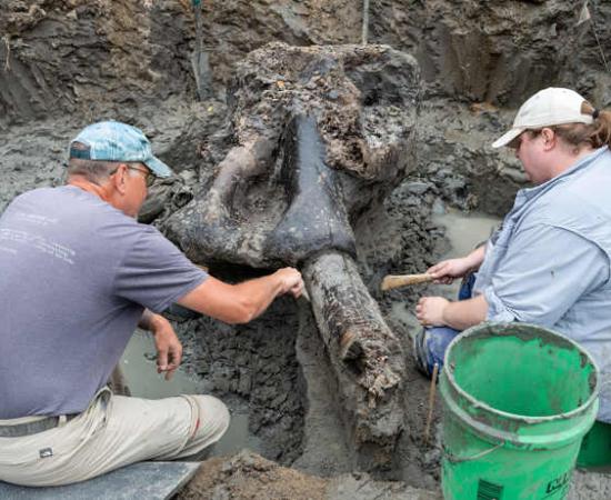 First Well-Preserved Mastodon Skull Unearthed in Iowa