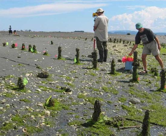 First Nation K’ómoks Advanced Fishing Traps Revealed in British Columbia