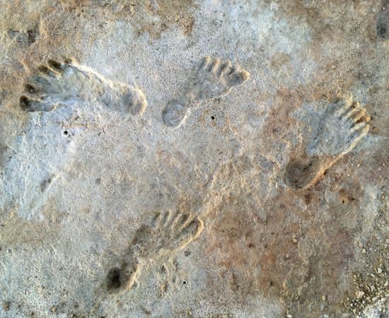 Fossilized human footprints preserved in the mud of ancient Lake Otero, White Sands National Park, New Mexico