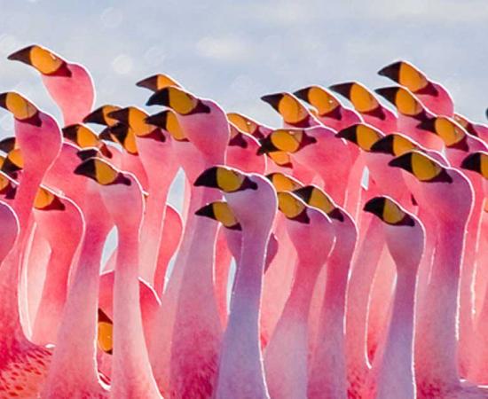 Flamingoes have been admired throughout history.   Source: CC BY 2.5