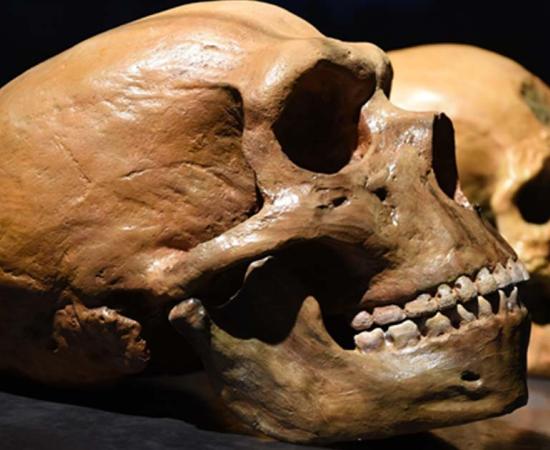 Neanderthal vs human skull.