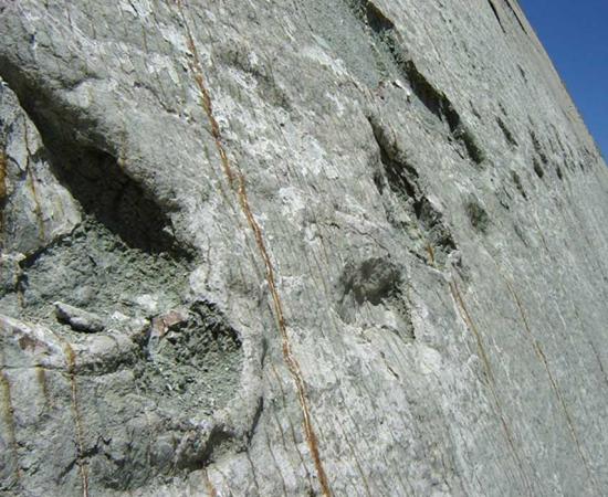 A carnivorous dinosaur track heading up the rock face at Cretaceous Park, Bolivia.