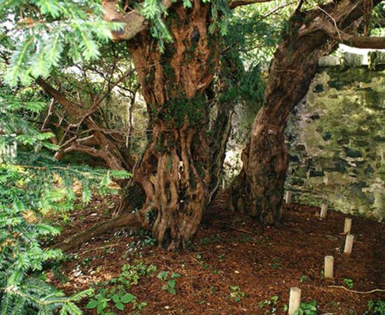 The Fortingall Yew is the oldest living thing in Europe. The original size of the trunk is marked by the wooden poles. Source: Moeng / CC BY-SA 3.0