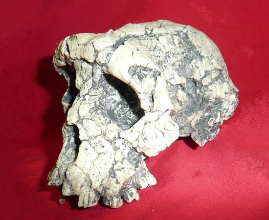 Fossil skull of Sahelanthropus tchadensis ("Toumaï"), discovered at Toros-Menalla in Chad and dated to approximately seven million years ago