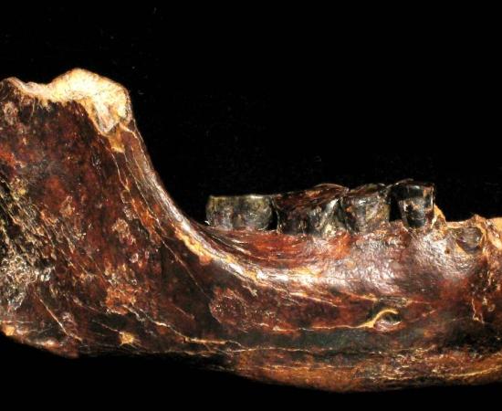 Fossilized jawbone, dubbed Penghu 1, found submerged in seafloor near Taiwan. Dated between 10,000 and 190,000 years ago. Credit: Y. Kaifu, 