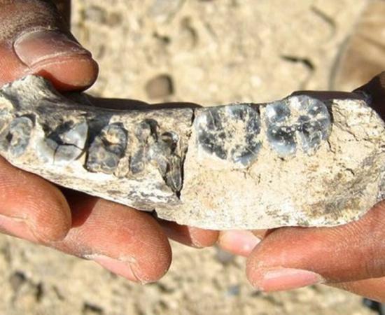 The 2.8 million-year-old fossilized jawbone with small teeth which may be a transitional fossil between primitive and modern man