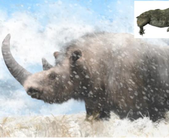 An artist’s rendition of a prehistoric woolly rhinoceros.