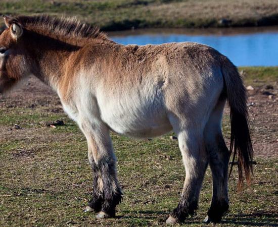 In 2020, the first cloned Przewalski's horse was born. Source: Lawrence / CC by SA 2.0.