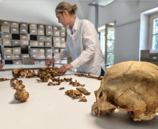 Researcher at the State Collection for Anthropology Munich (SAM) examine skeletons unearthed at the village of Altheim, Germany