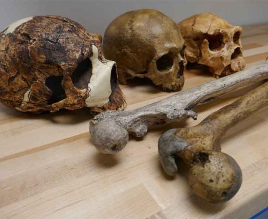 Study analyzed genus Homo fossils, some of which are shown in this image. Source: Dr. Manuel Will / Nature
