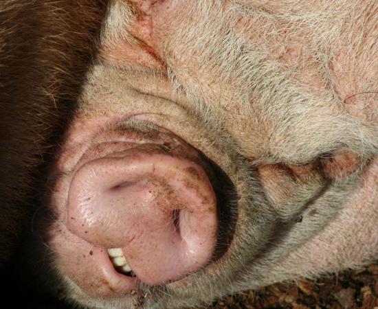 George Spencer was hanged in 1642 for allegedly fathering an ugly pig. Source: Jo / Adobe Stock