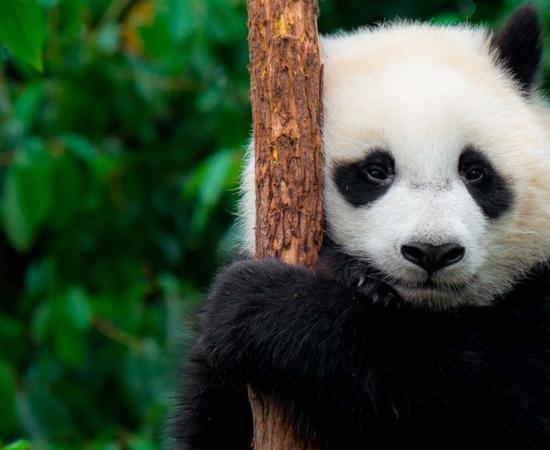 Giant panda cub in a tree in China. Source: Yoreh / Adobe Stock.