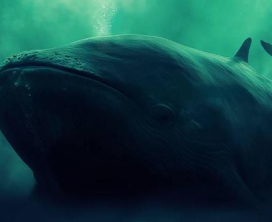 Giant whale under the sea. Source:	 Катерина Євтехова/Adobe Stock