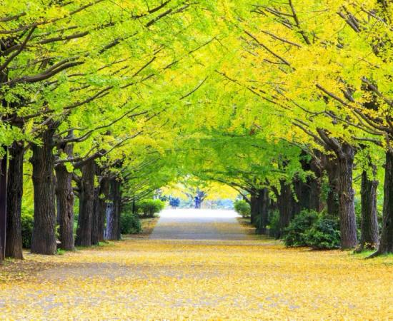 Scientists Crack Secrets of Ginkgo Trees’ Near-Immortality 