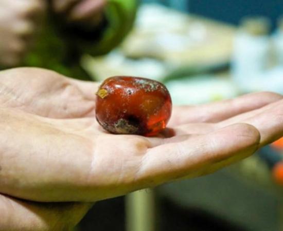 An unusually large amber bead is the “apple-of-our-eye” find from the Gjellestad Viking ship excavation, according to archaeologist and project manager Christian Løchsen Rødsrud.  Source: Museum of Cultural History, Oslo