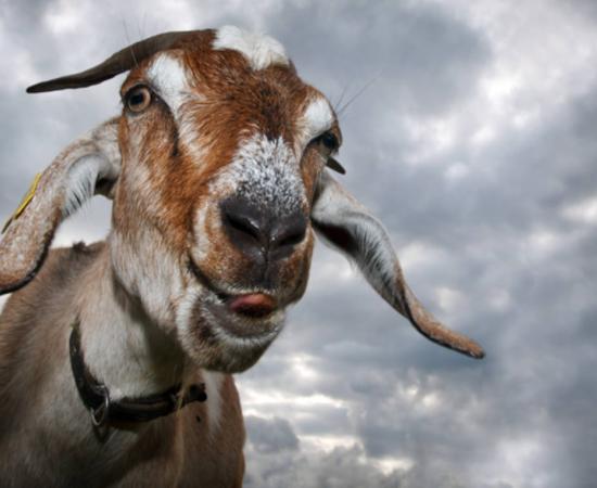 Goat’s face with tongue out, ready to torture!
