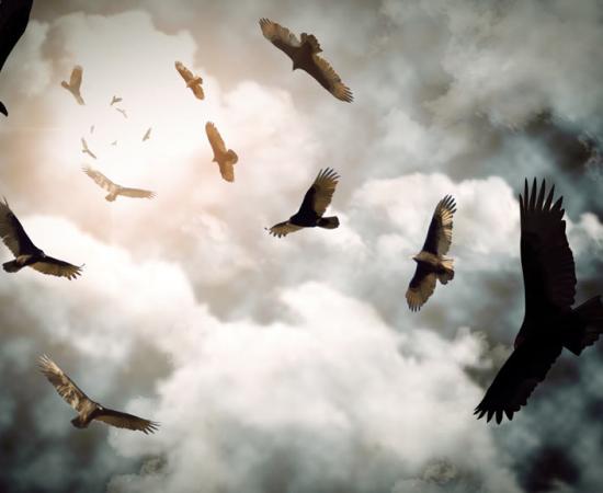 Stephen Childs theorizes that Gobekli Tepe was once a site for dramatic funerals and corpse exposure, where vultures and carnivores circled awaiting to play their part. Source: Ezume Images / Adobe Stock 