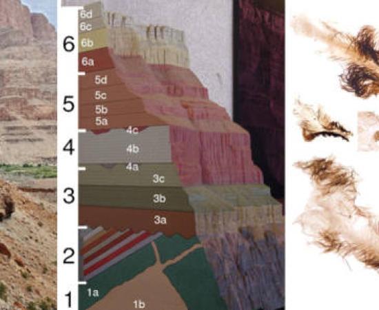 Left, Grand Canyon, Center, Diagram of layering, Right, anient animals retrieved.