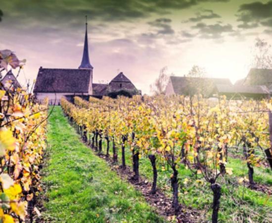 Grape DNA sources around Europe had been connected with ancient Roman seeds.    Source: Grecaud Paul / Adobe Stock